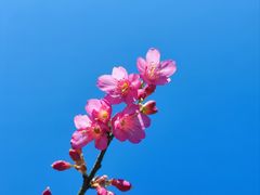 -梅沙尖