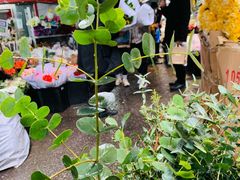 -循礼门鲜花花市(武汉循礼门店)