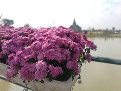 -荷兰花海