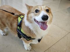 -瑞派申生动物医院·24H夜诊·国际动物医疗中心·骨外科(吴中路店)