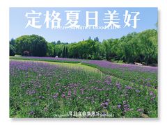 -上海滨江森林公园