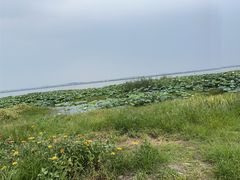 -莲花岛景区