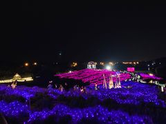 -大塘金香草谷