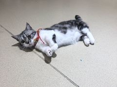 -藏猫猫咖啡主题馆(中央大道店)