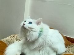 -有猫主题·治愈系猫咖(曾厝垵店)