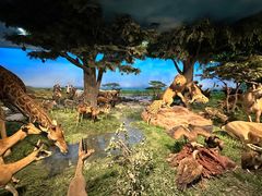 -国家自然博物馆