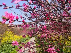 -南汇桃花村
