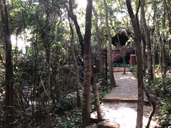 -亚龙湾热带天堂森林公园