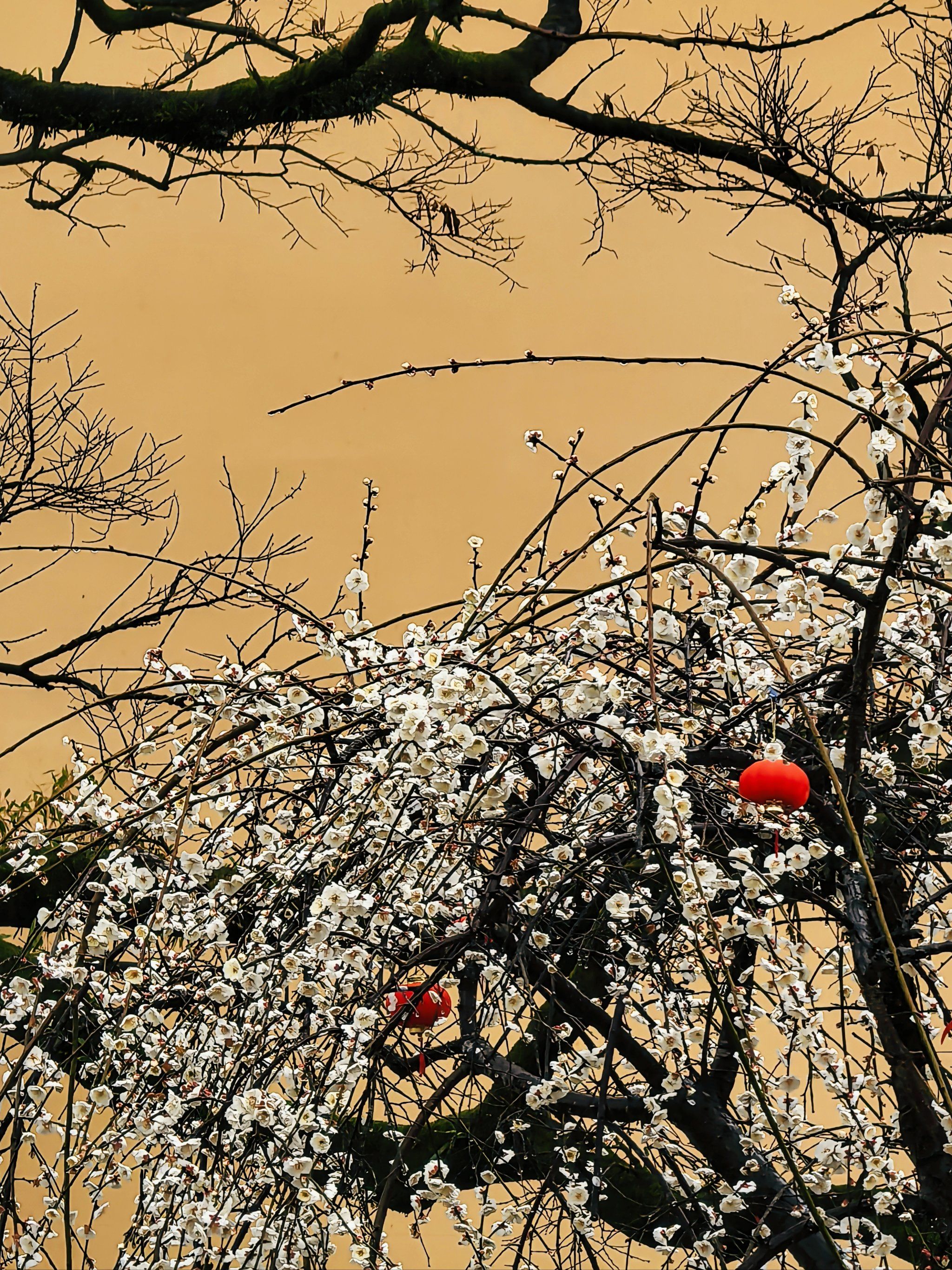 不去永嘉普安寺,宁波跃龙禅寺藏有龙梅也超美