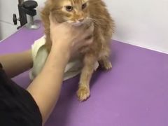 -中农国际动物医院24小时·猫科·骨科·急重症中心