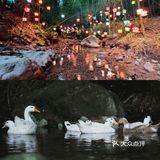 山谷里的艺术节实在太好看啦！