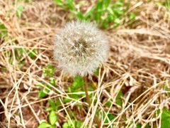 景点-黄海国家森林公园