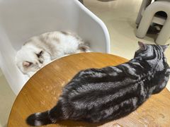-藏猫猫咖啡主题馆(中央大道店)