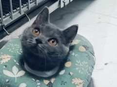 -萌兽医馆·宠物医院·猫骨科(创景店)