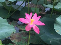 -大兴滨河森林公园