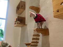 -藏猫猫咖啡主题馆(中央大道店)