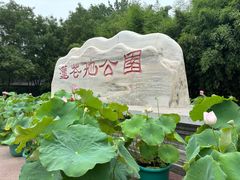 -莲花池公园
