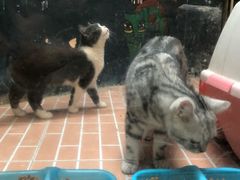 -猫咪博物馆(顶澳仔猫街店)