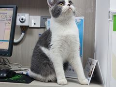 -宠物星动物医院·眼科·异宠·猫科(江南大道总院)