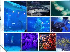 -烟台海昌鲸鲨海洋公园