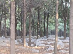 -原山国家森林公园