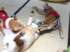 -逗柴咖啡屋·狗咖猫咖宠物桌游