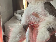 -翊宠yipet猫狗购宠庄园犬舍•猫舍