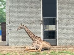 -石家庄市动物园