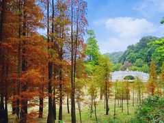 -广州市帽峰山景区