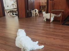 -楼上猫咖(罗湖店)