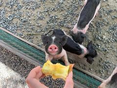 -前小桔亲子创意农场·草莓采摘·露营烧烤