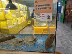 -神奇动物撸宠馆·羊驼·小浣熊·异宠(豫园店)
