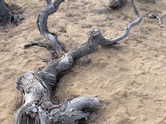 -亿利库布其七星湖沙漠生态旅游区