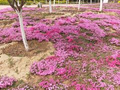 -古柏渡飞黄旅游区