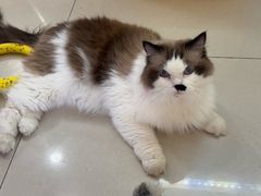 -平行世界·猫咖(首经贸店)