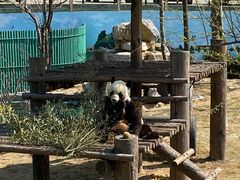 -西霞口神雕山野生动物世界