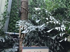 -呀路古热带植物园