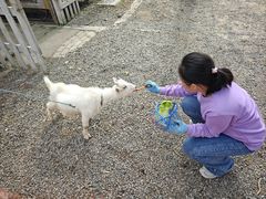 -前小桔亲子创意农场·草莓采摘·露营烧烤