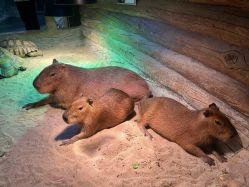 -Zoolung Zoolung动物主题公园(海信广场店)