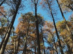 -上海共青森林公园