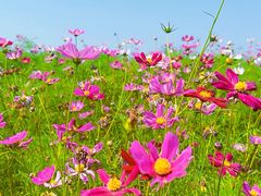 -西京湾花海