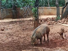 -昆明动物园