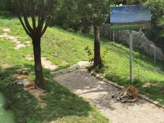 -西霞口神雕山野生动物世界