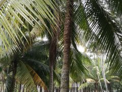 -红色娘子军纪念园