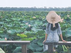-焦岗湖旅游度假区