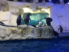 -华夏文旅海洋公园