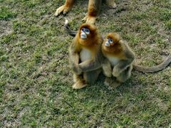 -西霞口神雕山野生动物世界