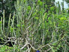 -中国科学院西双版纳热带植物园