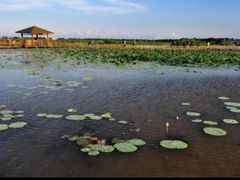 -大湾区中央湿地公园