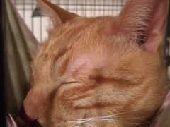 -Cappucimeow猫咪咖啡馆(韦伯时代店)